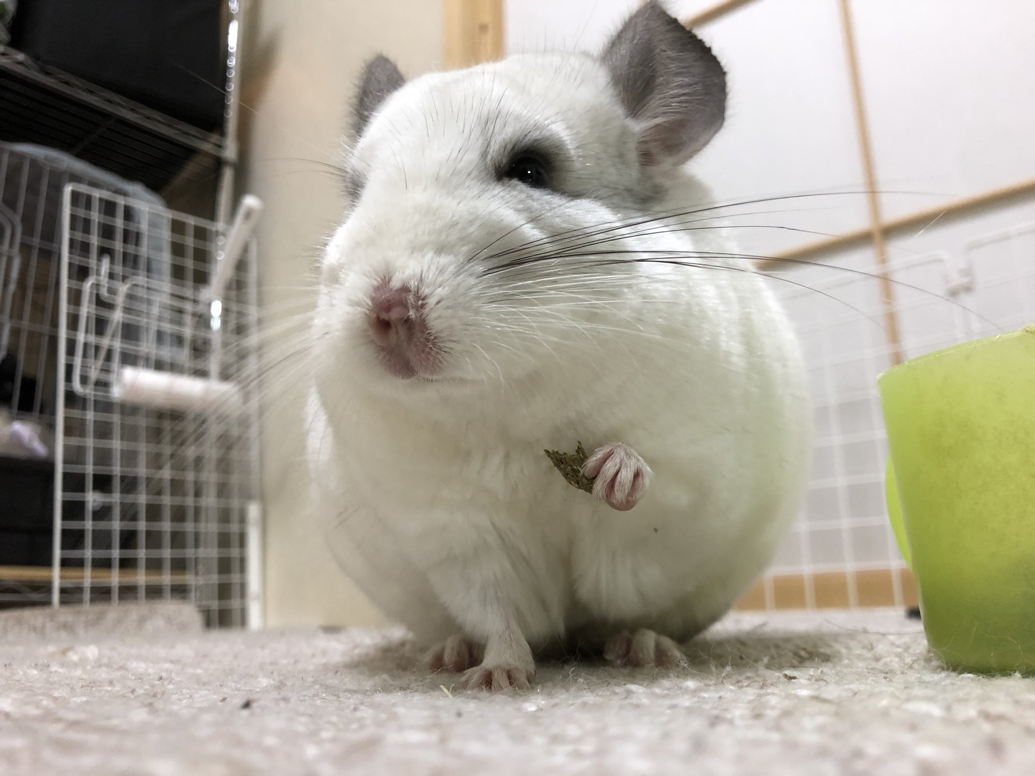 たくさいんいるペット垢 レオパ トイプ ポメ ハリネズミ 熱帯魚 チンチラ Tamatoponsuke Twitter