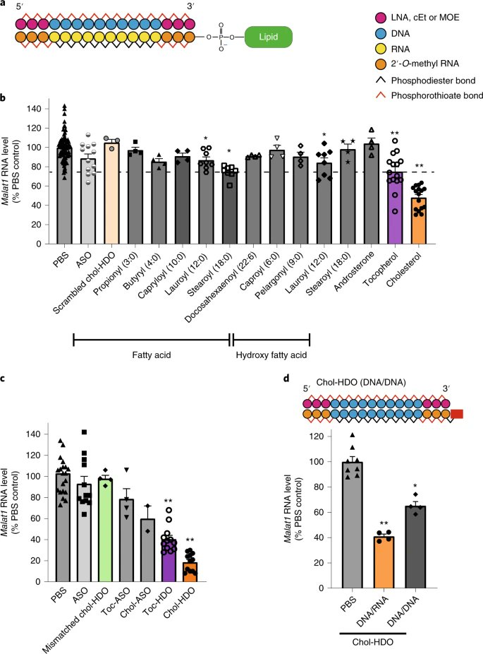 Cholesterol-functionalized DNA/RNA heteroduplexes cross the blood–brain barrier and knock down genes in the rodent CNS go.nature.com/3xI28jU