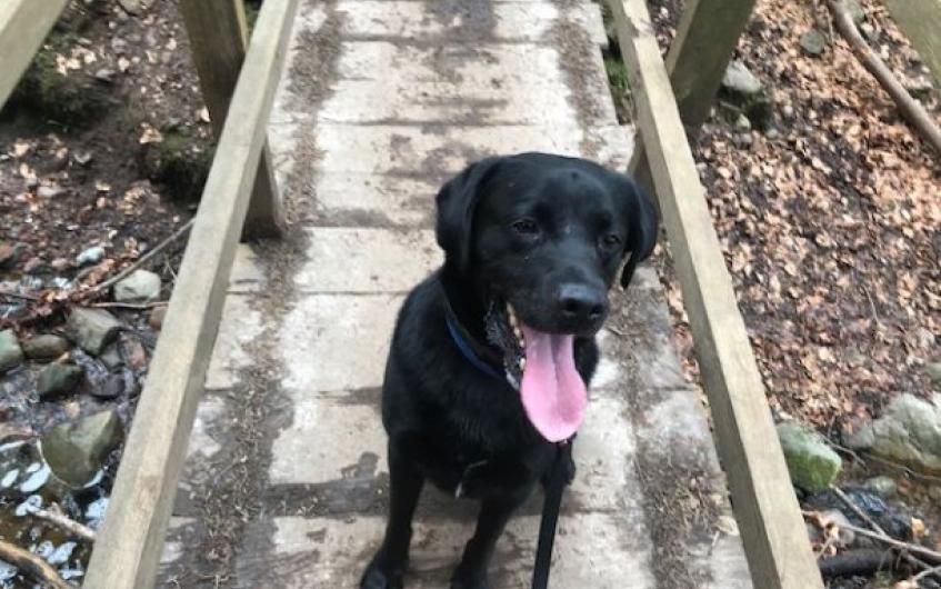 AdoptionsUk's tweet image. Happy news! Bart in Shropshire, Odin and Murphy (together) in Cwmbran, Cherry Pie in Loughborough and Bud in The Highlands have all been reserved!! 
😀😀😀😀😀😀😀😀😀😀😀😀
You are a  such a fantastic group of people that keep retweeting to help these animals. Thank you !!