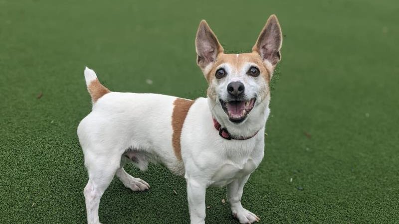 AdoptionsUk's tweet image. Happy news! Bart in Shropshire, Odin and Murphy (together) in Cwmbran, Cherry Pie in Loughborough and Bud in The Highlands have all been reserved!! 
😀😀😀😀😀😀😀😀😀😀😀😀
You are a  such a fantastic group of people that keep retweeting to help these animals. Thank you !!