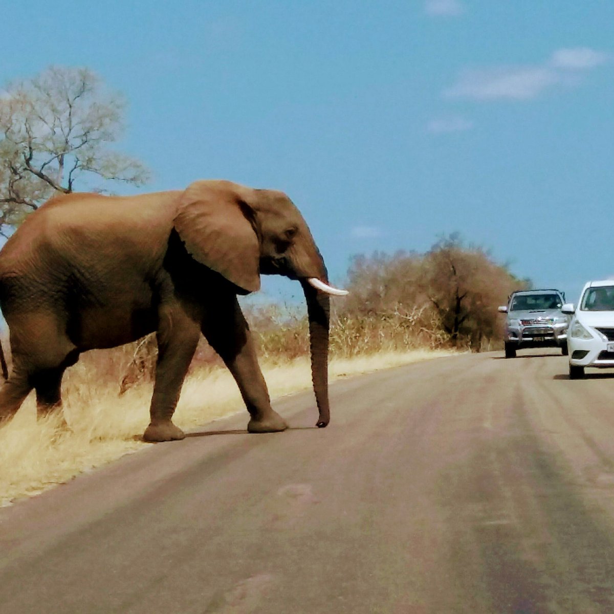 Happy #WorldElephantDay 
#Elephants #africansafari 
#krugersafari #SouthAfrica