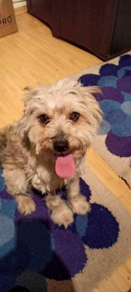 Herz_Streuner's tweet image. ‼️Was für eine Veränderung in nur 2 Tagen ‼️

Eine gerettete Seele aus Zalau sah vor 2 Tagen noch ganz anders aus. Wer hätte gedacht, dass dieses kleine Seelchen sich in kürzester Zeit so verändert. Wir bedanken uns mal wieder bei unseren rumänischen Helferlein♥️🥰

#tierschutz