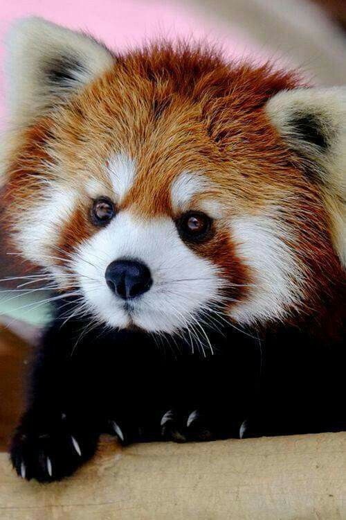 RedPandaEveryHr's tweet image. 