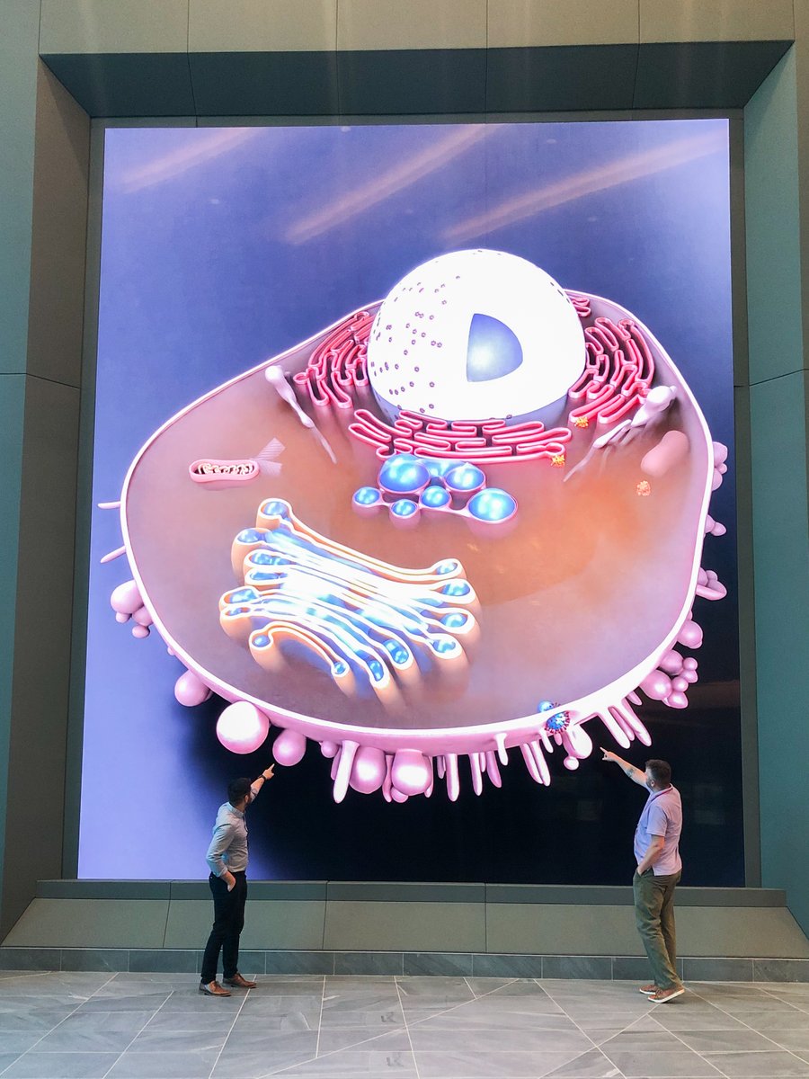 UNMC_iEXCEL's tweet photo. Kudos to the iEXCEL Content Creation team for their work in creating a new animation of the COVID-19 Delta variant! 👏

This 3D model allows us to see how the virus enters a human cell and uses it to create more virus particles. 

#COVID19 #visualization #healthcare #infinitywall https://t.co/IU7ZbeaDaB