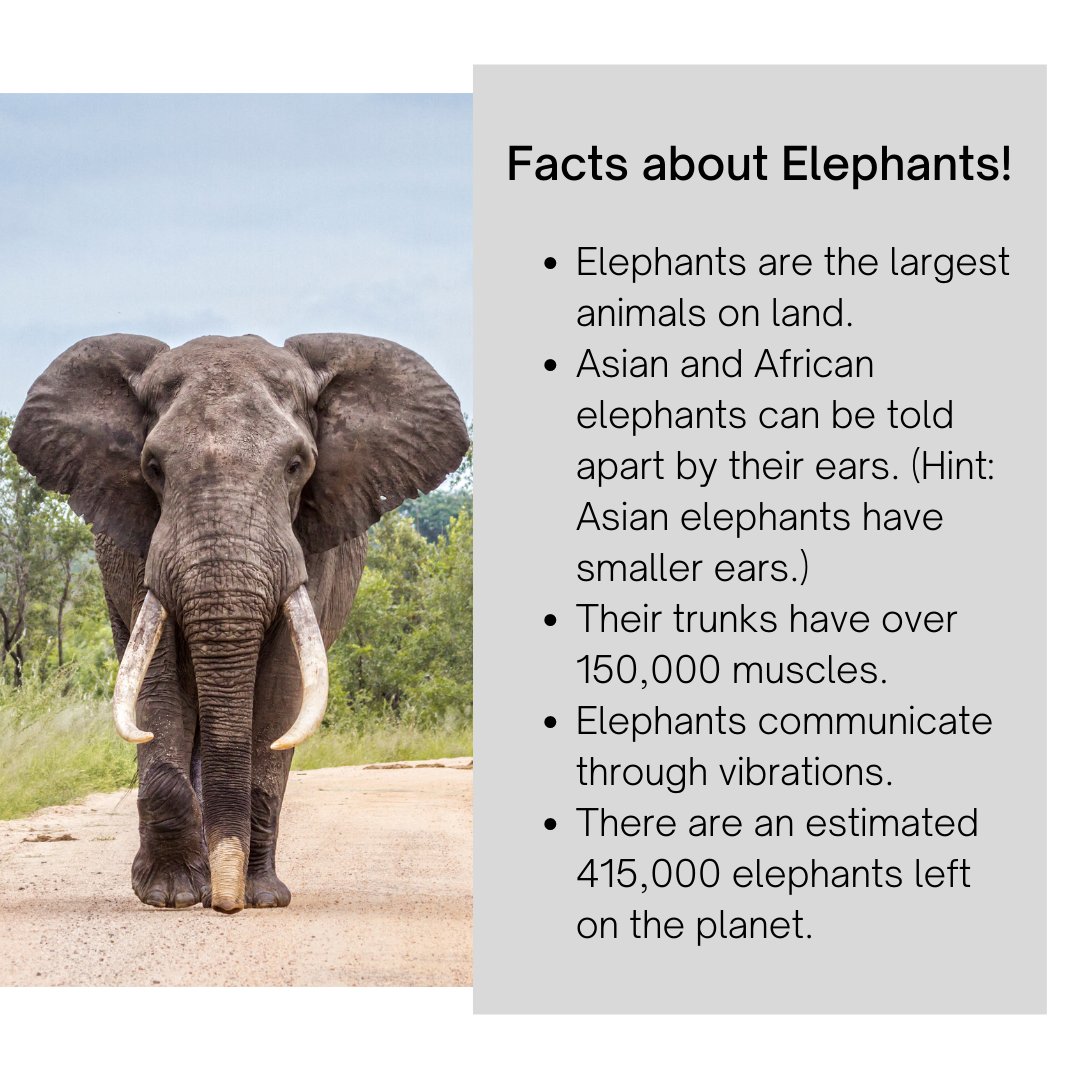 Happy International Elephant Day! 🐘🌍 #thinkearth #thinkgreen #WorldElephantDay #backtoschool #elephant #environmentallyfriendly #environmentaleducation #funfacts