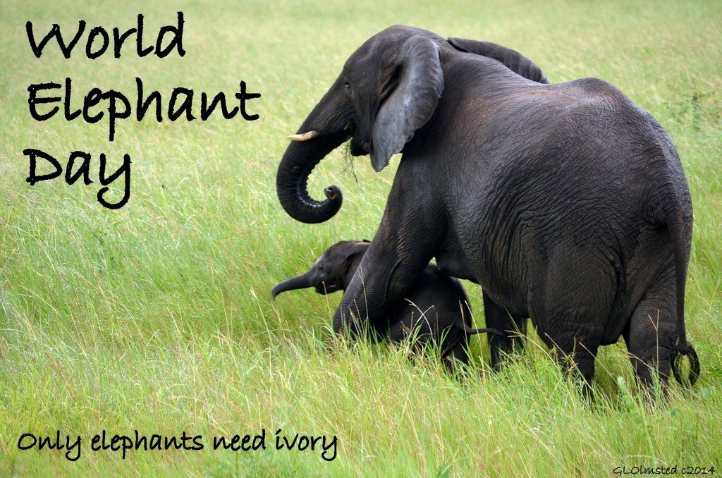 Happy #WorldElephantDay !  Elephants are sentient, highly intelligent and empathetic. “To lose the elephant is to lose an environmental caretaker and an animal from which we have much to learn.”  #WorldElephantDay2021 #BeElephantEthical #BantheIvoryTrade #IvoryFree #StopPoaching