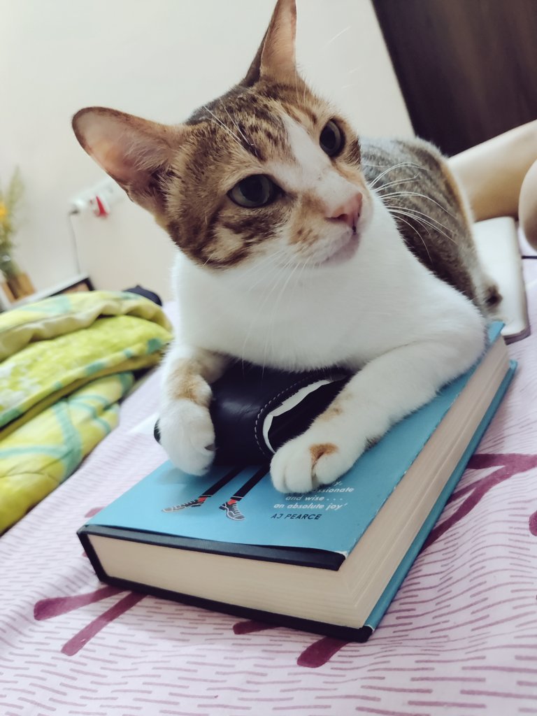 smri_p's tweet photo. Wallet, book, and my heart. Big little thief in my house. #chinch #CatsOfTwitter https://t.co/ZAU363QPOJ