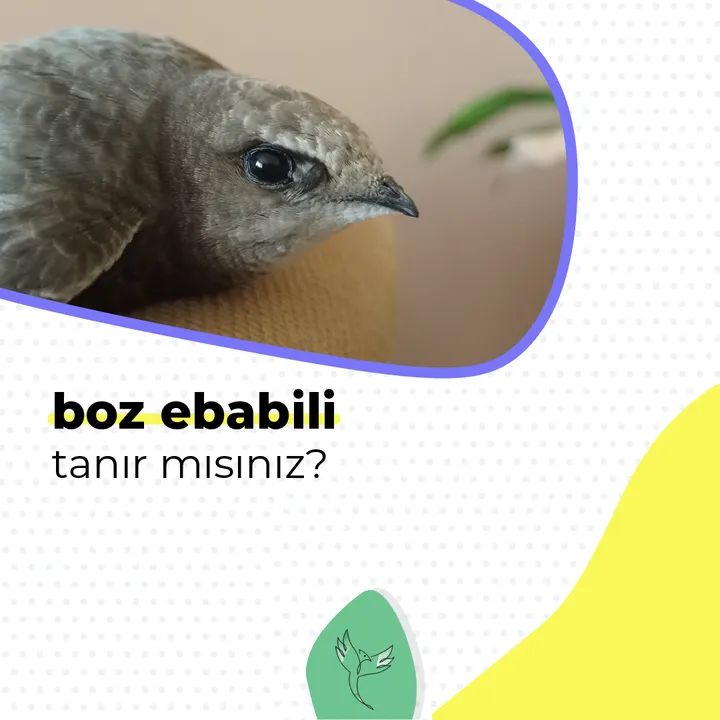 SimurgKusYuvasi's tweet image. Son günlerde boz ebabil vakaları ile karşılaşınca, boz ebabilin görünüş olarak çok benzediği ebabilden nasıl ayrıldığına yönelik detaylara değinelim istedik. 

#BozEbabil #PallidSwift #Apuspallidus #Ebabil #CommonSwift #Apusapus