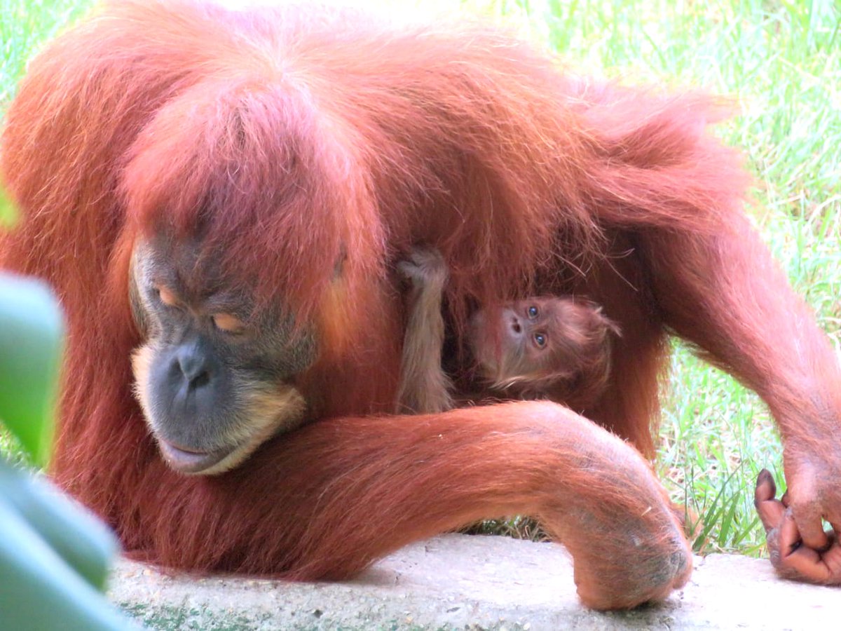 IsraeliCulture's tweet photo. It's a girl! For the first time in 11 years, a baby orangutan was born at the Ramat Gan Safari. 12-year-old orangutan Tana gave birth to little Tokyo, who is named after Olympics. 

Mazal tov! 🦧❤️🇮🇱

Photo credit: Yam Siton/Ramat Gan Safari https://t.co/MnyMRg6qML