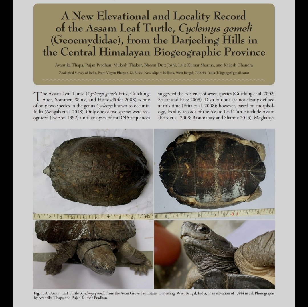 It's #ResearchThursday today!

We bring to light the note by Avantika Thapa et al. which reports the highest elevational record of the Assam Leaf Turtle (Cyclemys gemeli) from the Darjeeling Hills in West Bengal. 
 #assamleafturtle 

(1/4)