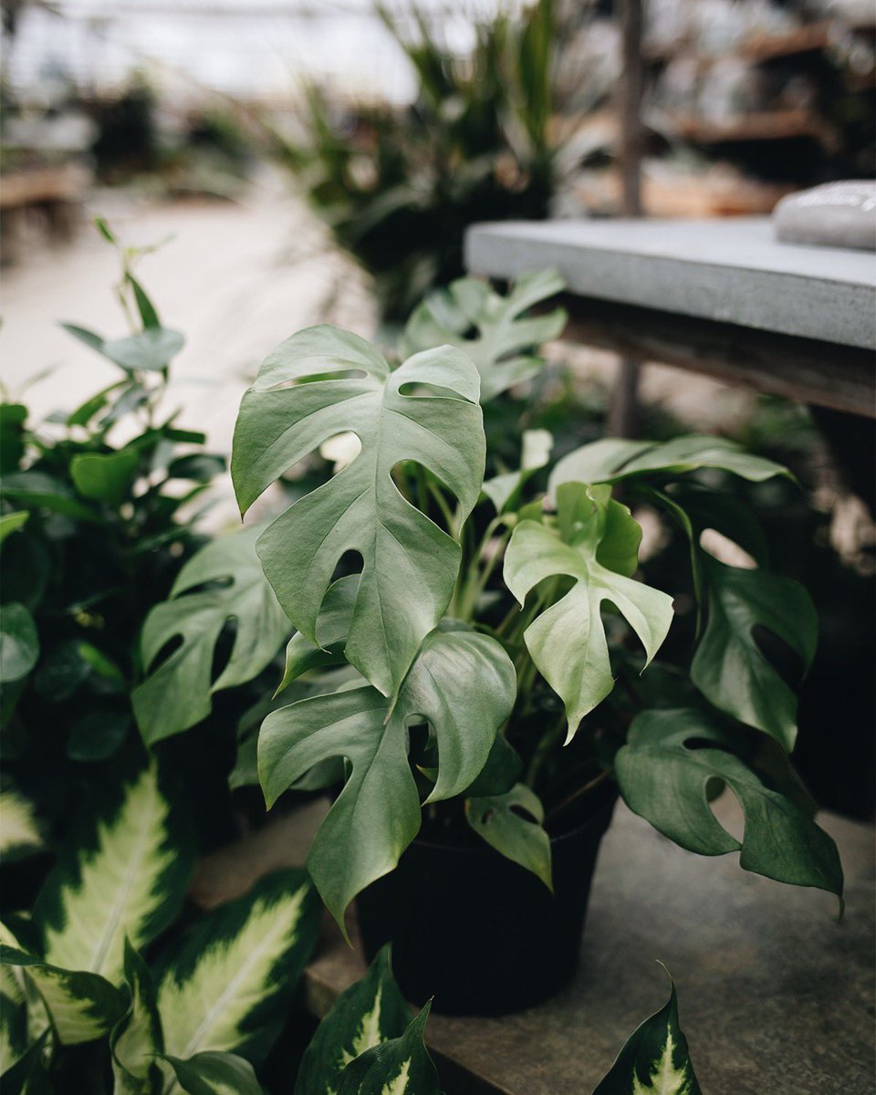 hoensgardencntr's tweet photo. Mini Monsteras are back in stock! Named for looking just like a Monstera Deliciosa only at a miniature scale, their leaves won’t get bigger than 12” and they share many of the same care requirements of bright, indirect light. Available in 6” pots! https://t.co/Yf9X9q306Z