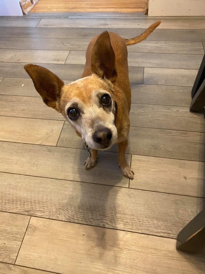 TheMikeEllis's tweet photo. #Dogs, for a #reason that can only be #described as #divine, have the #ability to #forgive, let go of the #past, and #live each day #joyously. Itβs something the rest of us #strive for.β -- Jennifer Skiff
πΈ: @DiBruEllis https://t.co/QWjI0Umo6z