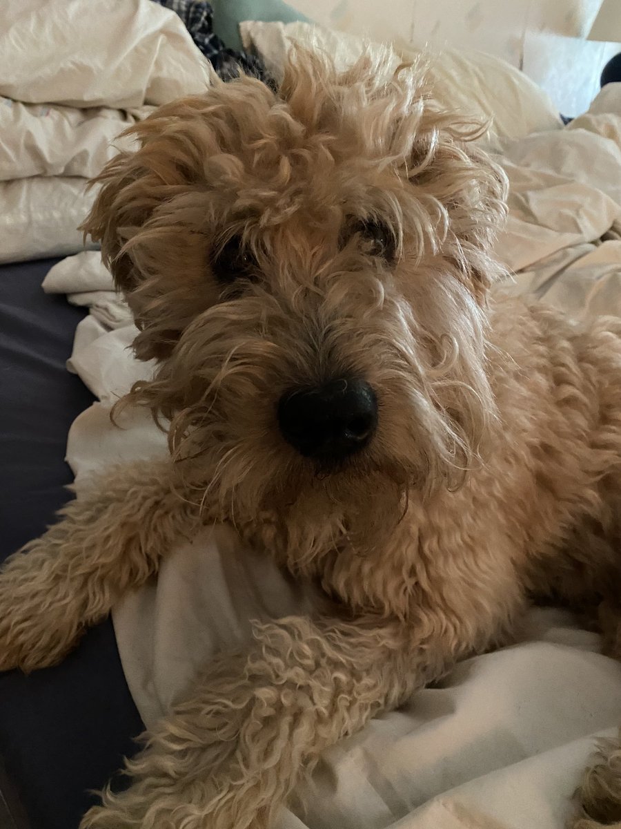 WhyDogsRBetter's tweet photo. #BedBeard 🤭🥱 https://t.co/CFgOeKBOuR
