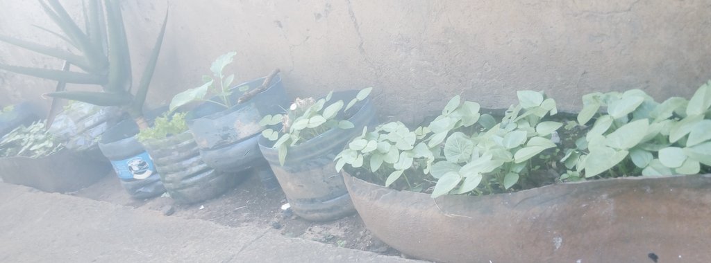 Food contributes to a healthy life

I like my plate with some greens so ventured into some bottle gardening for vegetables. 2 weeks n growing happily ☺☺

#HappyYouthDay2021
#YouthDay2021
😛 😛