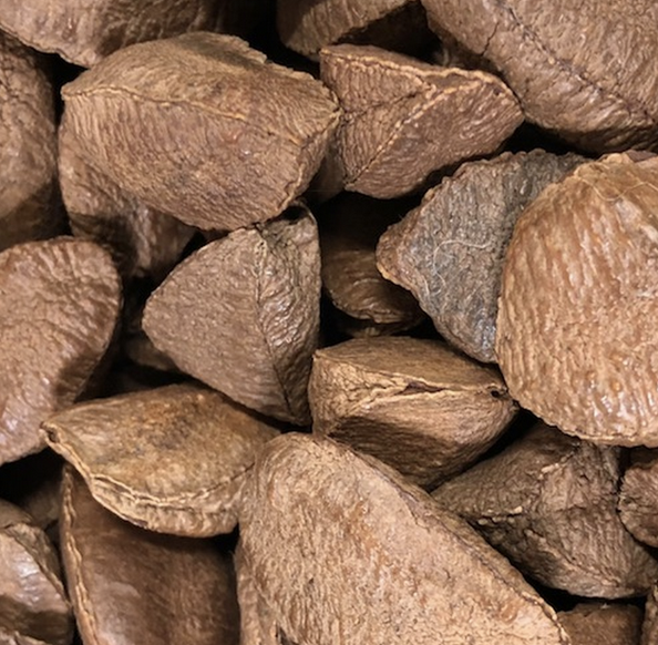 #SalishSea News: Brazil nut, heat's on, shellfish farms, lower Fraser habitat, Capitol Lake estuary, kelp, northern leopard frogs bit.ly/3sbf7cu