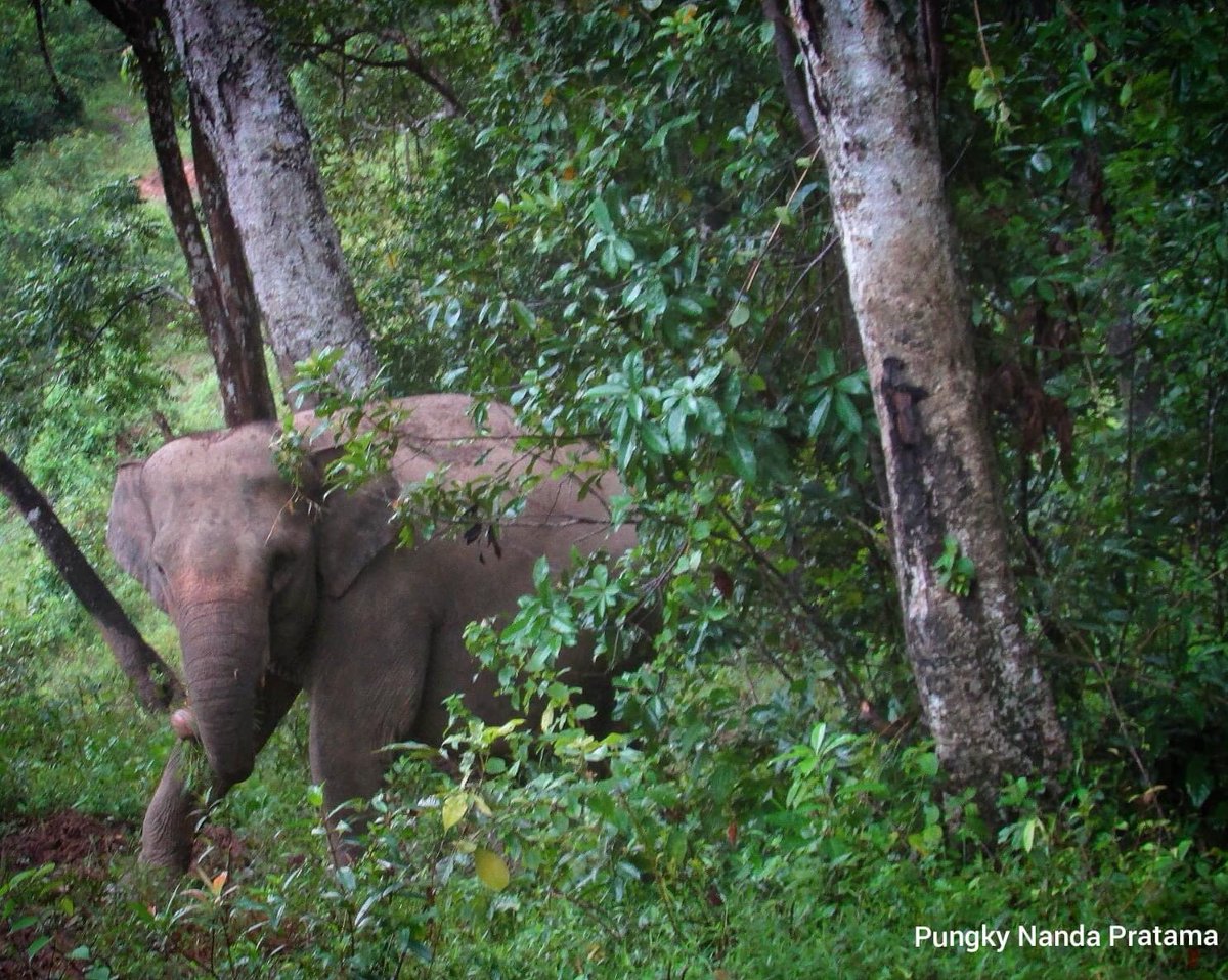 HAPPY WORLD ELEPHANT DAY today!
And we should make everyday is Elephant Day
😊