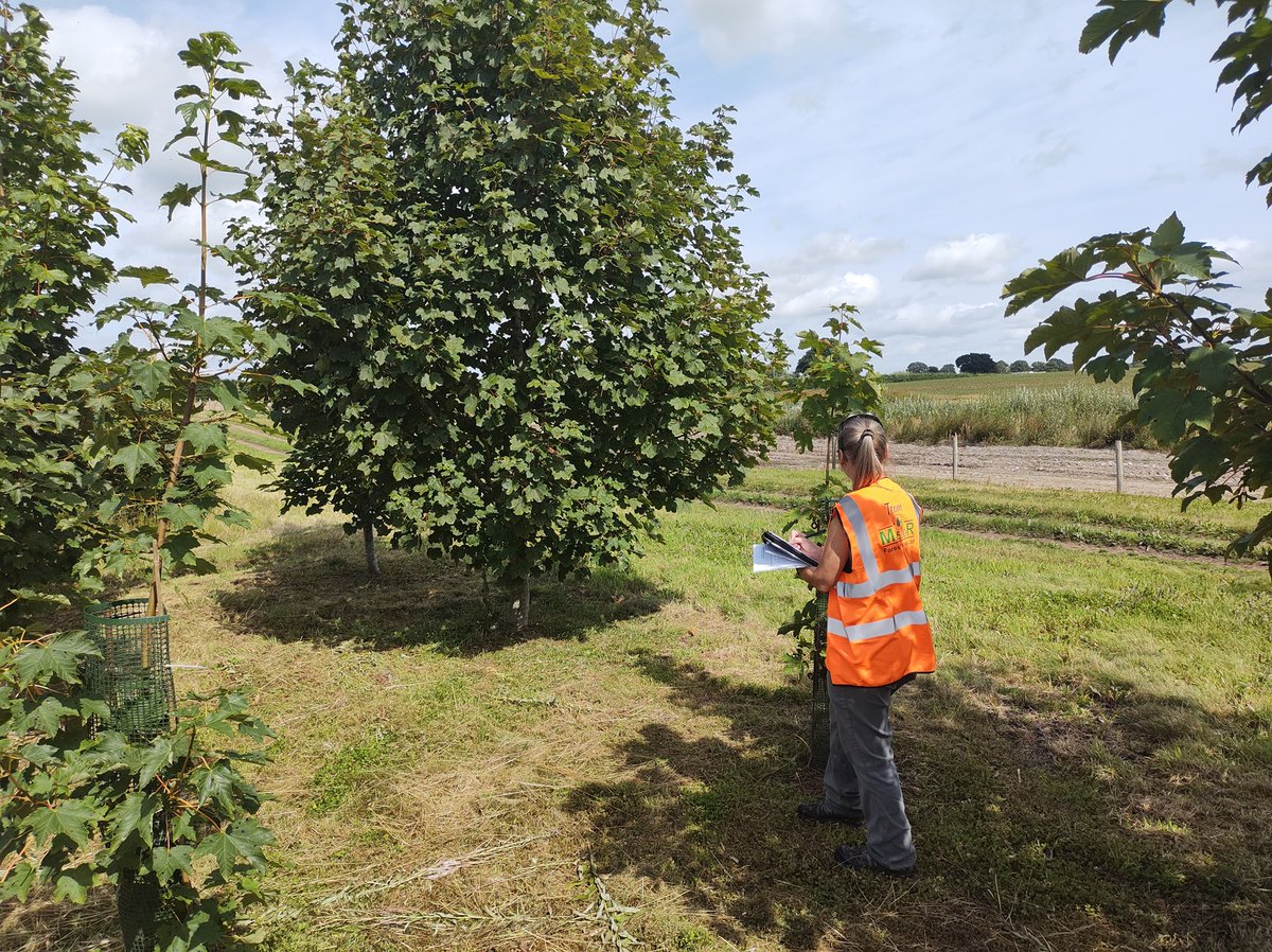 MaelorForest's tweet photo. Head of Research Jo Clark and Researcher Joe Beesley from The @FutureTreesUK visited the nursery to assess the seed inventory on our sycamore seed orchard. 
We also had a look at the fantastic growth on the improved silver birch from the Maelor Forest Nurseries seed orchard. https://t.co/cmQmNk49si