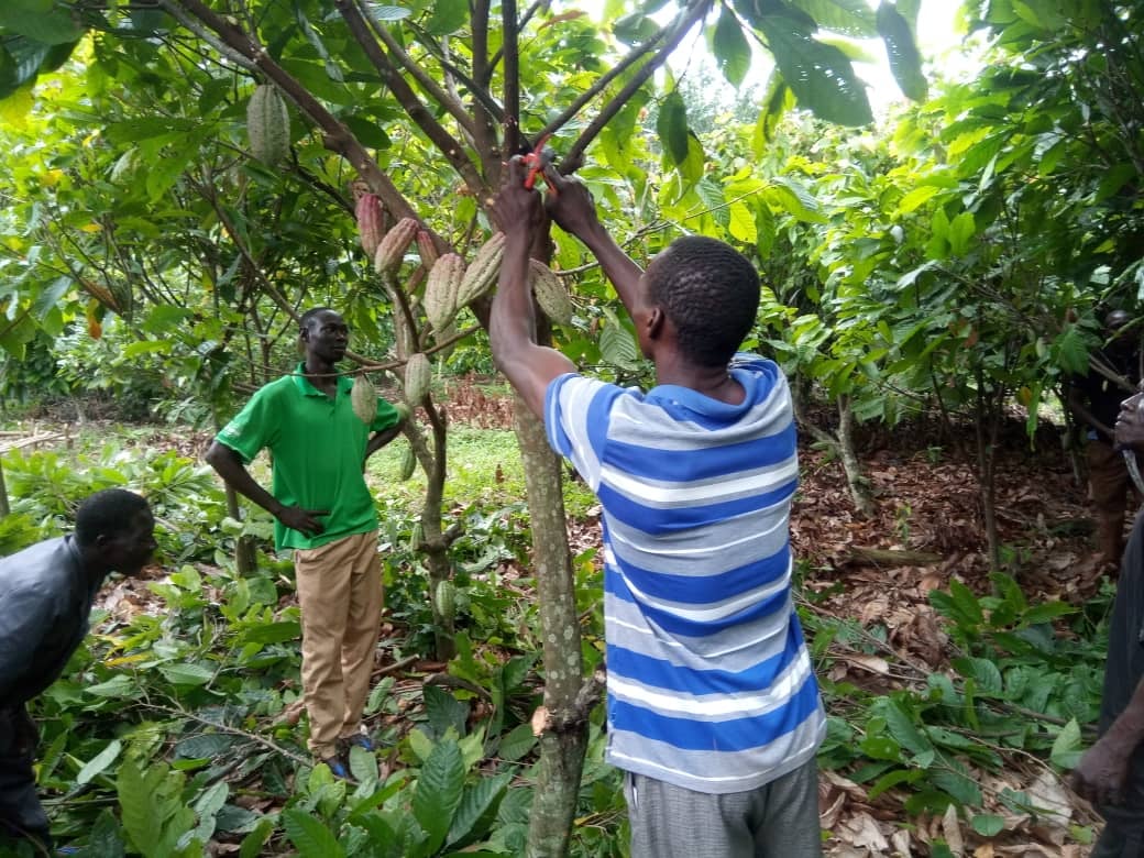 Solidaridad_wa's tweet photo. @Solidaridad_wa is using demo farms to help smallholder #cocoa #farmers under the 'Training Cocoa Producers on Good Agricultural Practices' project in Côte d'Ivoire, adopt the practice of pruning to help increase the #productivity of their farms. The project is funded by 
@Sucden https://t.co/07ARX6CBWh
