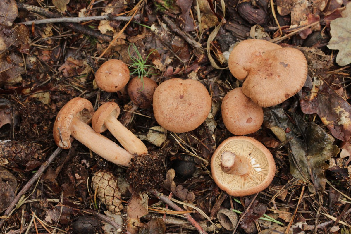 RPilze's tweet photo. Lactarius quietus
#Lactariusquietus #Lactarius #EichenMilchling #oakmilkcap #milkcap #Milchling #mushroom #mushrooms #fungus #fungi #pilz #pilze #champignons #champignon #nature #natur https://t.co/FUF79ZmQIP