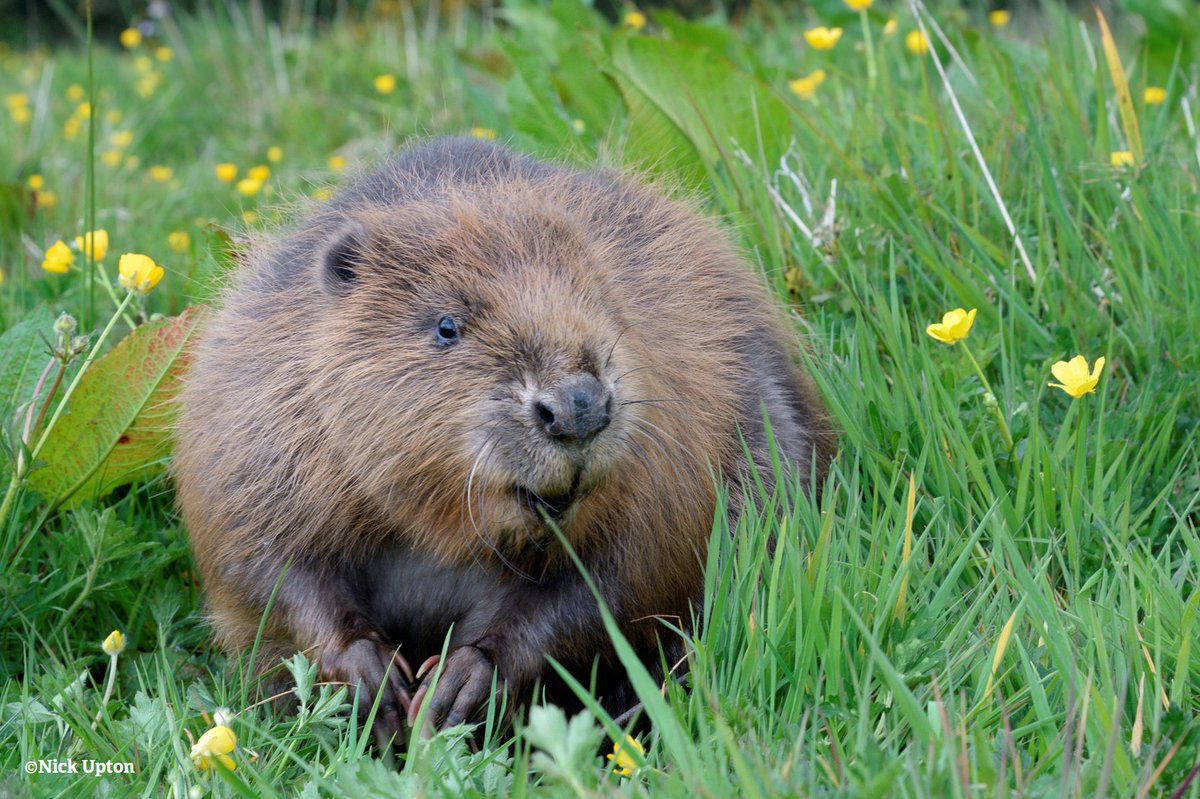 WildlifeTrusts's tweet photo. Over the last 20 years we've been restoring beavers back to the rivers they once called home. Join the conversation with our next event: 'Wild LIVE: Bringing Back Beaver' as we discuss why beavers are so important! ⬇️🦫🪵💦https://t.co/R25VF6RV68 https://t.co/26d8VwZTkN