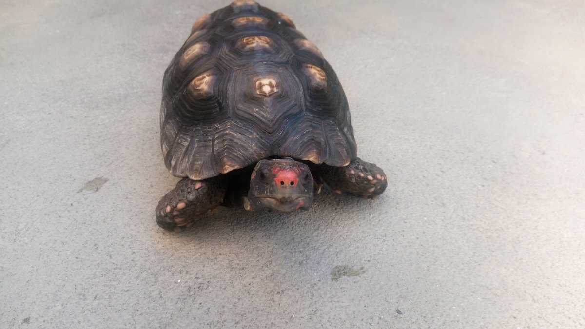 oykaD's tweet photo. Donatello é o jabuti mais fotogênico do mundo e eu posso provar https://t.co/25i34yRsyc