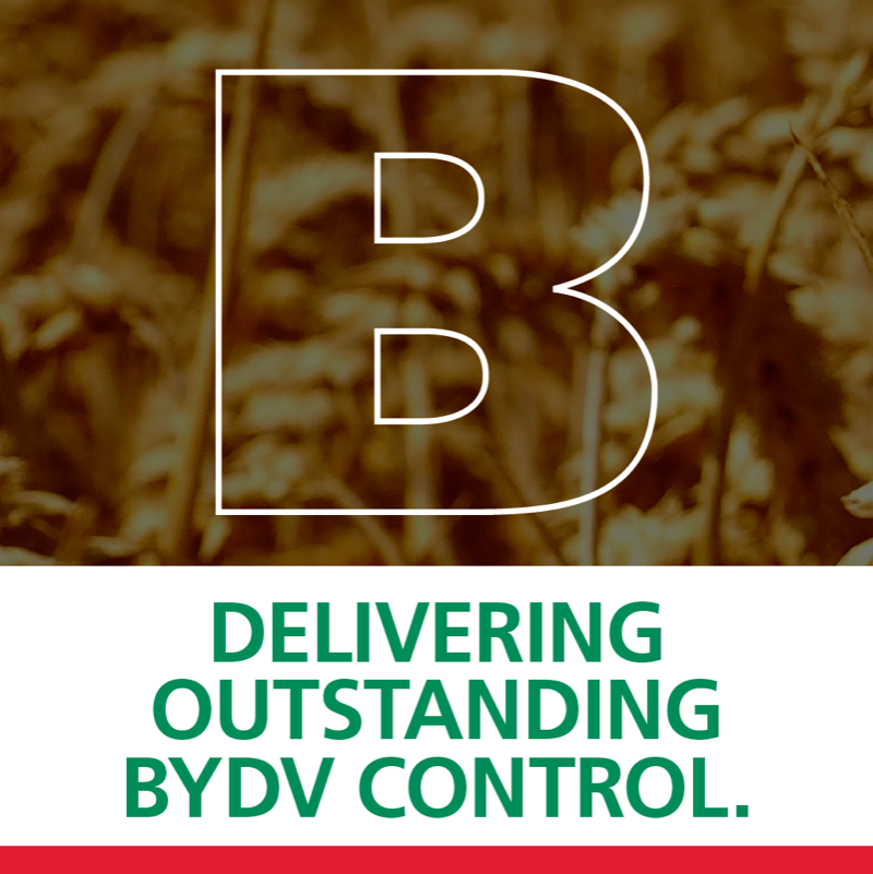 ragtseedsuk's tweet photo. Wheat varieties with resistance to barley yellow dwarf virus are continuing to deliver outstanding control of the disease even under extreme pressure, according to the latest results from RAGT trials.
