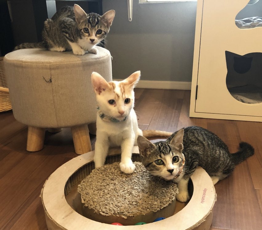 haikeinekosama's tweet photo. スケジュールです🐈🪐

8/16(月)は都合により15時からの営業でございます🙇‍♂️

よろしくお願いします🙇‍♂️

#拝啓ねこ様　#保護猫カフェ　#高円寺　#猫カフェ　#リトルキャッツ出身　#里親募集中　#保護猫　#宇宙ねこ https://t.co/lZOve0jjVH