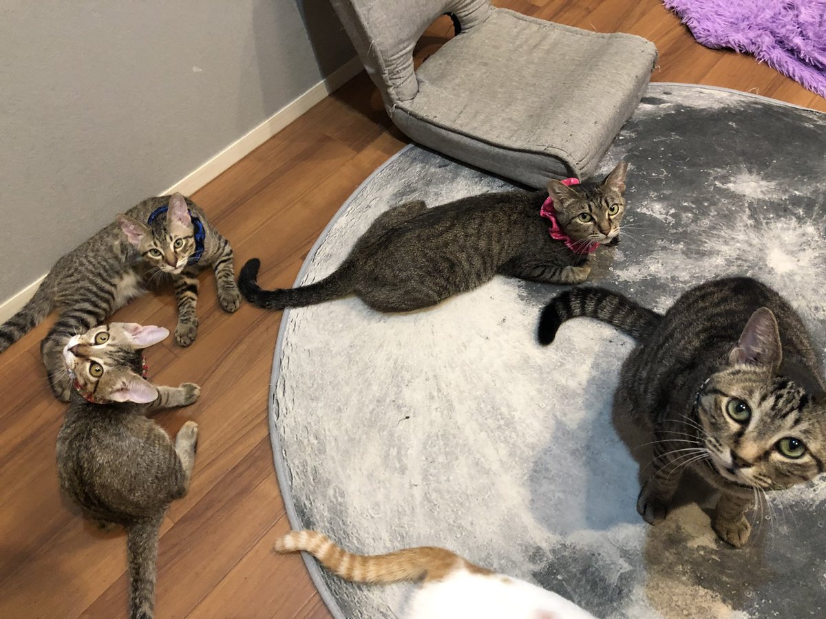 haikeinekosama's tweet photo. スケジュールです🐈🪐

8/16(月)は都合により15時からの営業でございます🙇‍♂️

よろしくお願いします🙇‍♂️

#拝啓ねこ様　#保護猫カフェ　#高円寺　#猫カフェ　#リトルキャッツ出身　#里親募集中　#保護猫　#宇宙ねこ https://t.co/lZOve0jjVH
