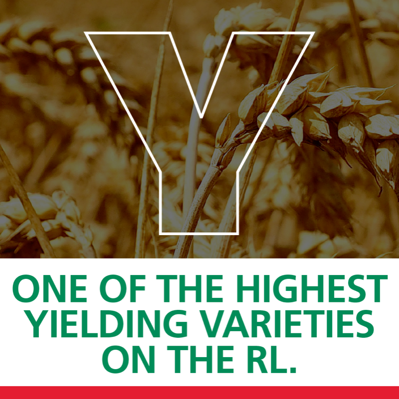 ragtseedsuk's tweet photo. Wheat varieties with resistance to barley yellow dwarf virus are continuing to deliver outstanding control of the disease even under extreme pressure, according to the latest results from RAGT trials.