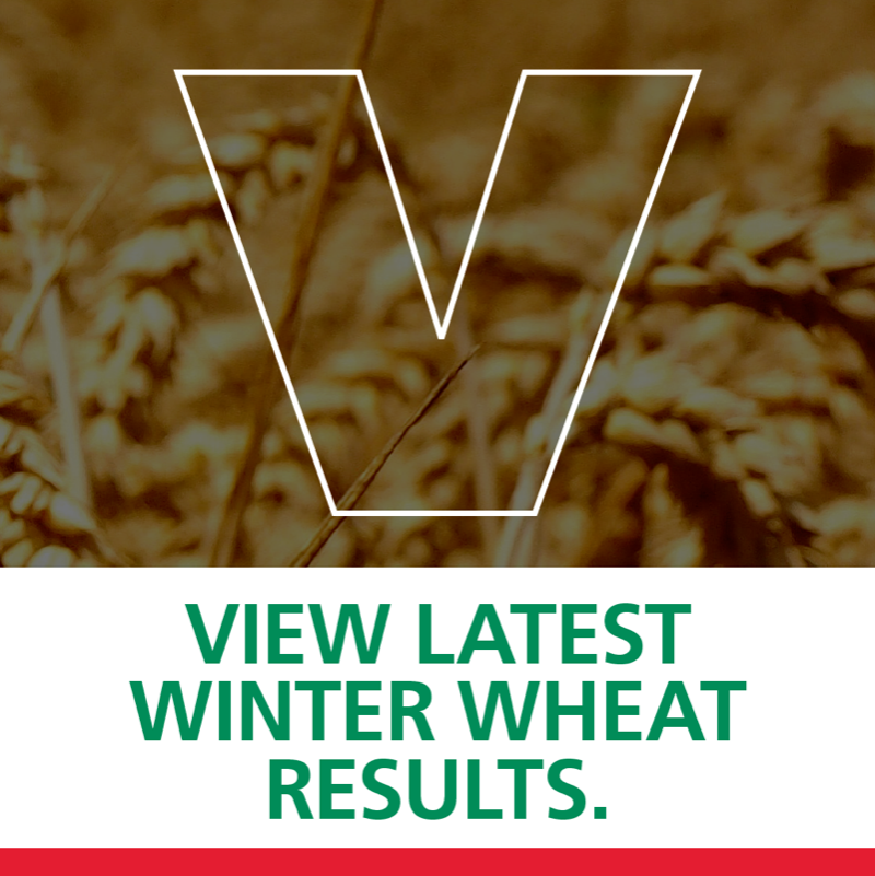 ragtseedsuk's tweet photo. Wheat varieties with resistance to barley yellow dwarf virus are continuing to deliver outstanding control of the disease even under extreme pressure, according to the latest results from RAGT trials.
