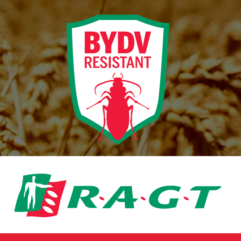 ragtseedsuk's tweet photo. Wheat varieties with resistance to barley yellow dwarf virus are continuing to deliver outstanding control of the disease even under extreme pressure, according to the latest results from RAGT trials.
