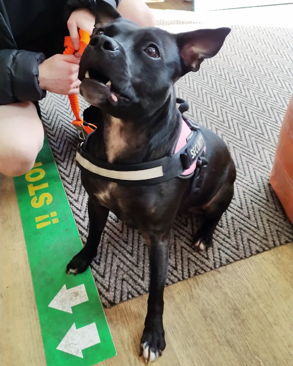 🐾 Dog of the Day 🐾

Lola like Cola! 
Look at those gorgeous brown eyes and ears. She loved getting her picture taken and we can see why 😍 natural model!
We apologies for the lack of activity but give us a follow on our Facebook and Instagram for more regular updates! ❤