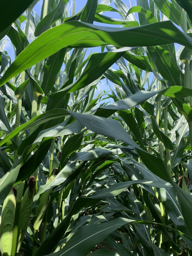 JMCampbellFarms's tweet photo. @ChannelSeed 214-78 looking healthy at 2033 GDUs. @BASFAgProducts @MACC4Yield @montysplantfood @Channel_Indiana @CodyHornaday https://t.co/mozIBqP7fl