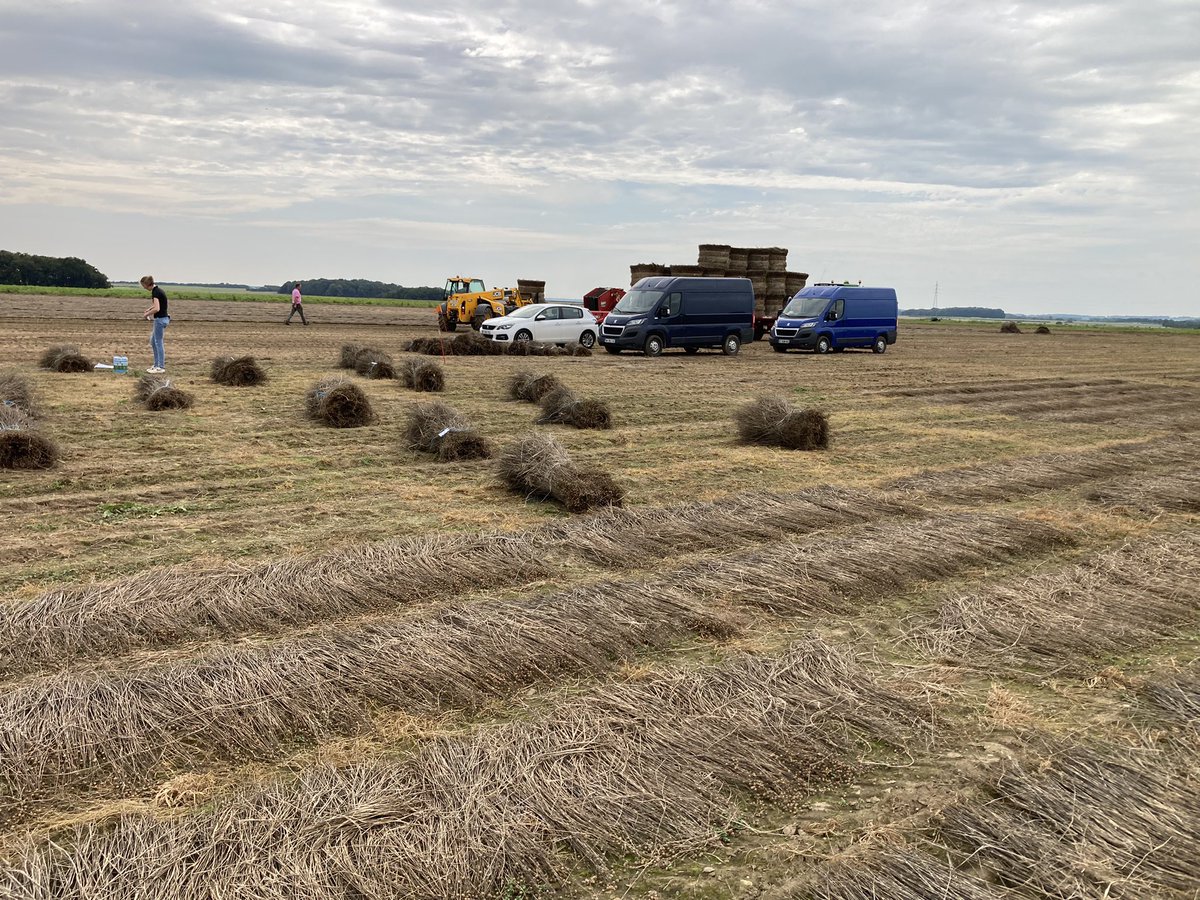 benoit_nmd's tweet photo. Aujourd’hui dernières notations + récolte de l’essai variété du projet #Pathoflax pour mesurer l’impact de la verticilliose. @InagroBeitem @ILVOvlaanderen @InterregFWVL @Bluesy27 @YFlodrops @arvalispatho @Reynald_Linea @TerredeLin @UPJV_Univ https://t.co/en86e6gnrq