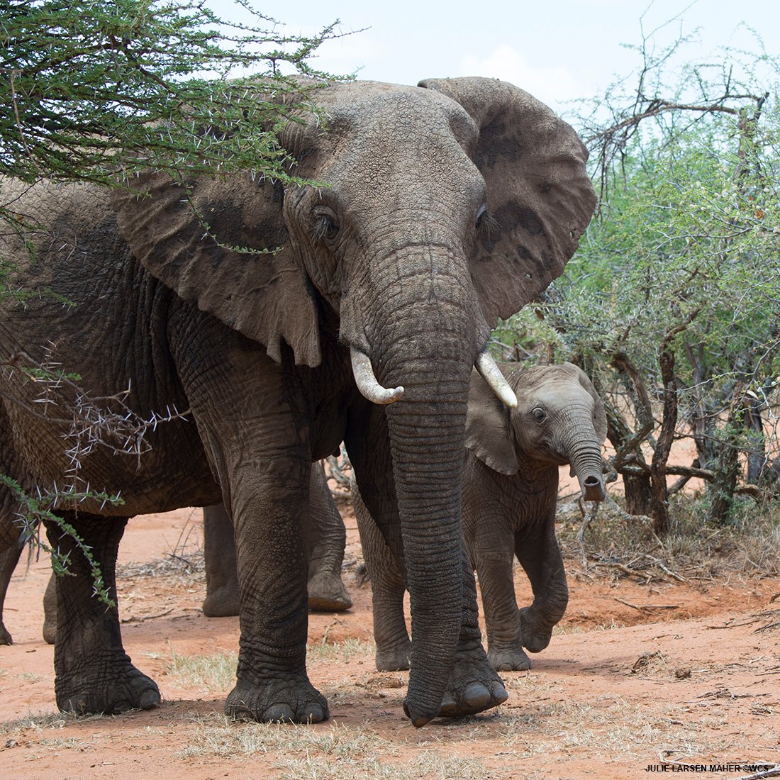AFRICAN ELEPHANTS #WorldElephantDay <a href="/TheWCS/">WCS</a> #Elephants #BabyAnimals #Africa #Kenya #Endangered #NikonLove 🐘🐘🐘