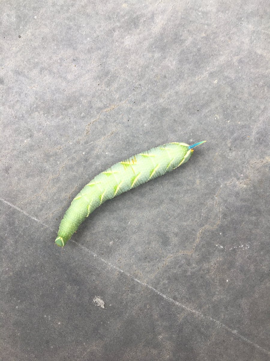 MountEdStone's tweet image. Weet iemand wat momenteel op ons terras kruipt? Wordt dit een vlinder?
⁦@JogchumV⁩