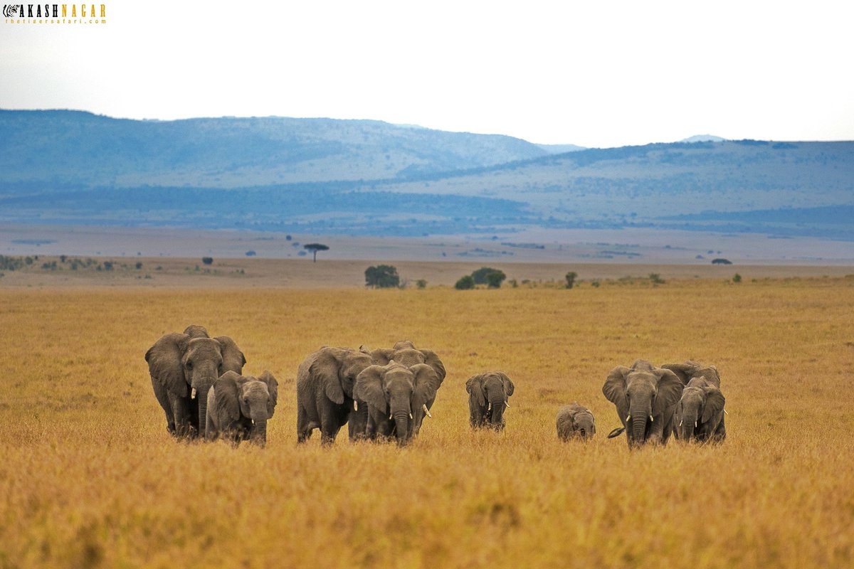 Let them live in there world...
#WorldElephantDay