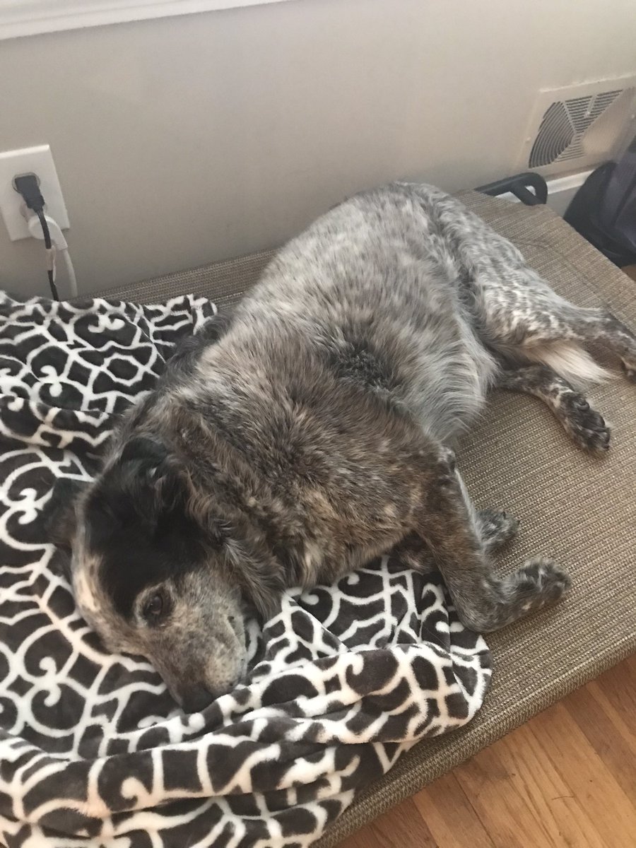 milocattledog's tweet image. Dad got me this @Coolaroo bed because it is 5 bajillion degrees outside! I love it! #dogsoftwitter #acd #chillin