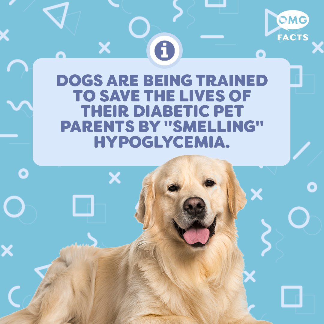 Teach them how to smell our Blood Alcohol Content and take the wheel if it’s too high. #ifonly #dogsoftwitter