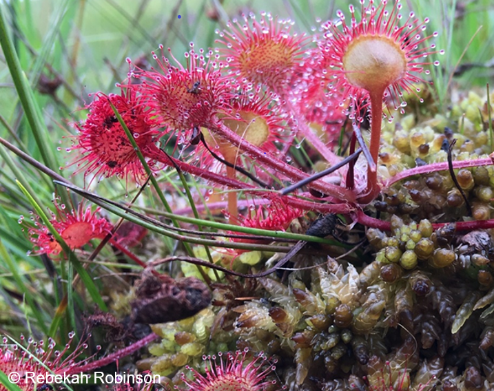 Publication: Role of EO in monitoring habitat condition of UK’s #peatlands and impacts on greenhouse gas emissions. New <a href="/DefraGovUK/">Defra UK</a> and <a href="/ScotGov/">Scottish Government</a> report produced by <a href="/UK_CEH/">UKCEH</a> and <a href="/JamesHuttonInst/">James Hutton Institute</a> sciencesearch.defra.gov.uk/Default.aspx?M…