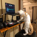 急に音楽が流れ出したと思ったら…猫ちゃんがDJになっていたw