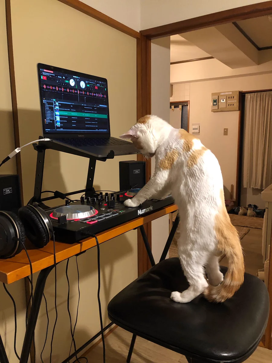 急に音楽が流れ出したと思ったら…猫ちゃんがDJになっていたw