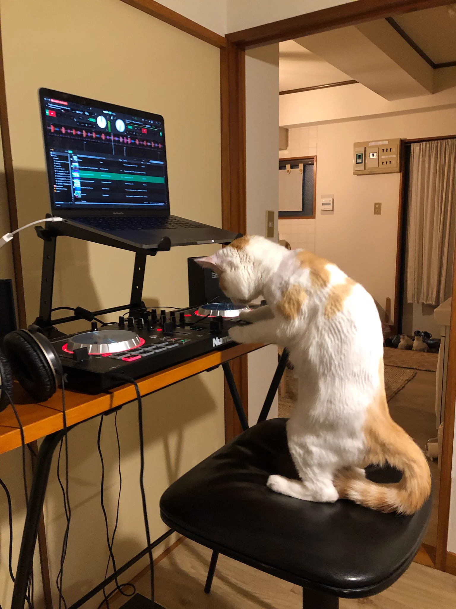 急に音楽が流れ出したと思ったら…猫ちゃんがDJになっていたw