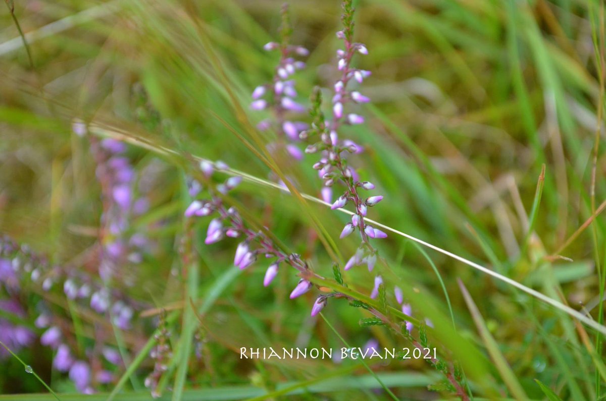 Rhiannon (@rhiannonjazz) on Twitter photo Recent trips images from the Brecon Beacons #RhiBPhotography #BreconBeaconsNationalPark #NaturePhotography #VisitWales <a href="/visitwales/">Visit Wales 🏴</a> Recent trips images from the Brecon Beacons #RhiBPhotography #BreconBeaconsNationalPark #NaturePhotography #VisitWales <a href="/visitwales/">Visit Wales 🏴</a>