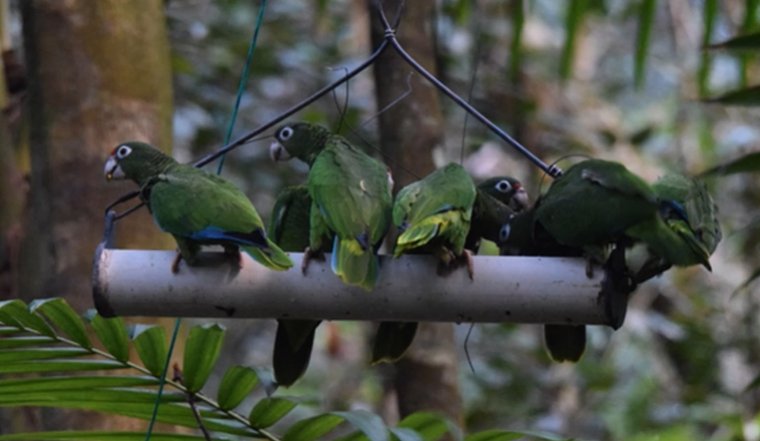 MarkFHulme's tweet photo. Thomas White @USFWS discusses minimizing potential allee effects in Psittacine reintroductions, an example from the Puerto Rican #Parrot, including take-home points to improve the chances of successful parrot reintroductions @BirdsCaribbean symposium #2021AOS_SCO #ornithology https://t.co/kEnufk7CdH