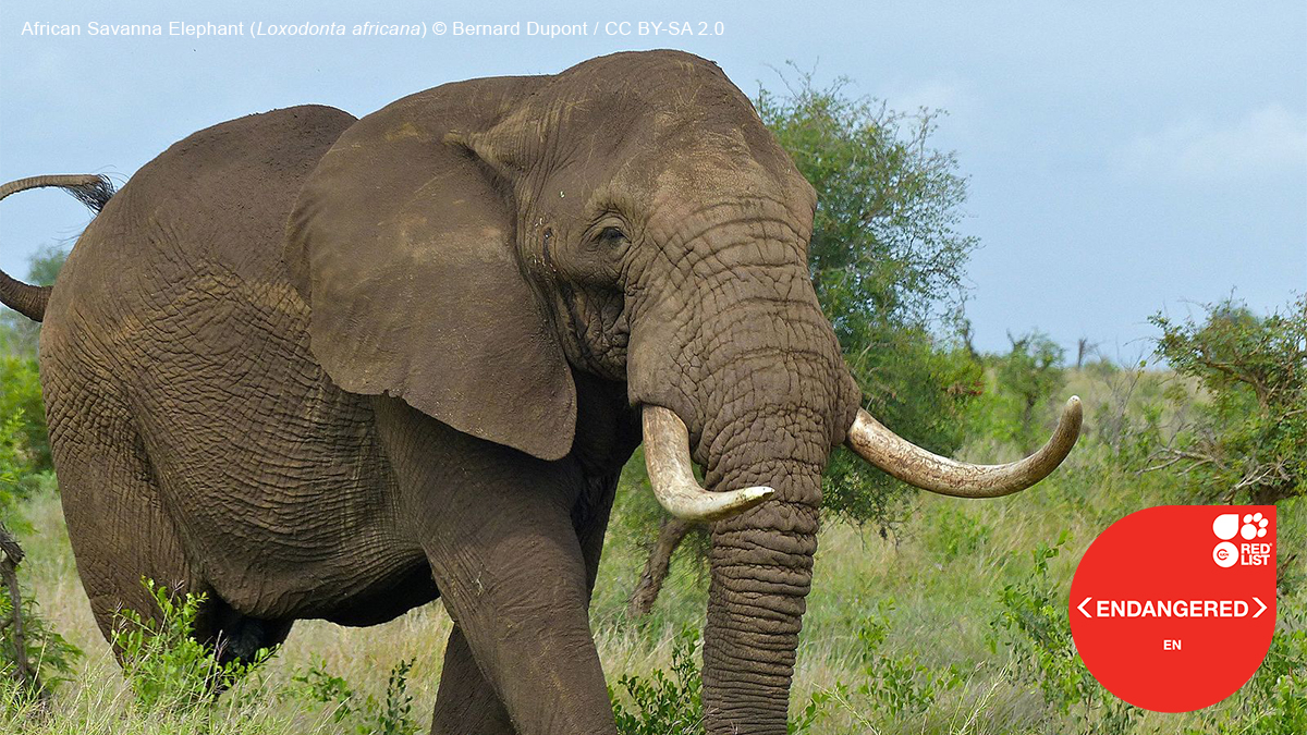Endangered African Savanna Elephant