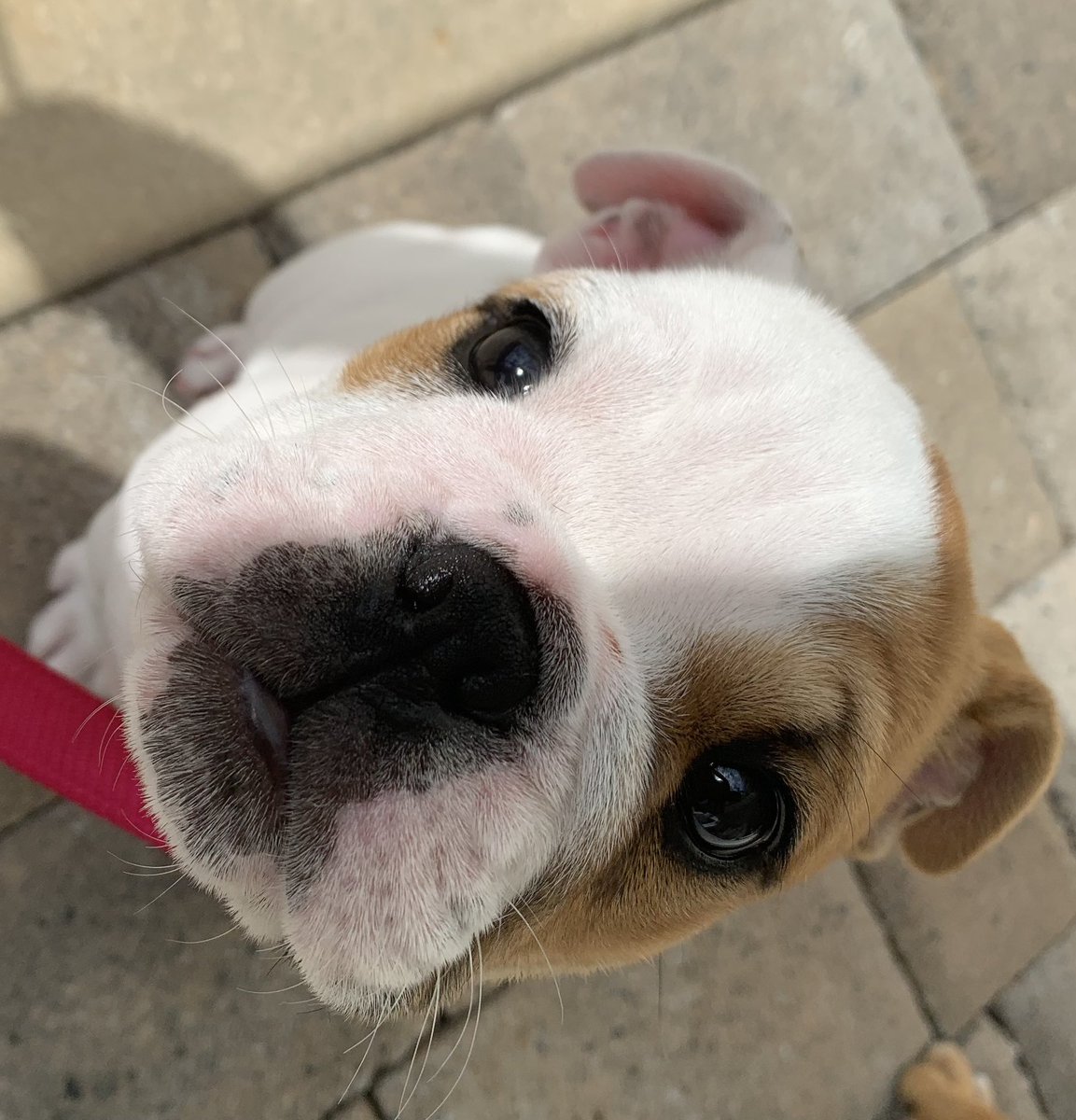 Winnie and Piglet’s snoots need a boop @snootaboop  Have a fabulous day!  ♥️ 🐶 🐱 💜