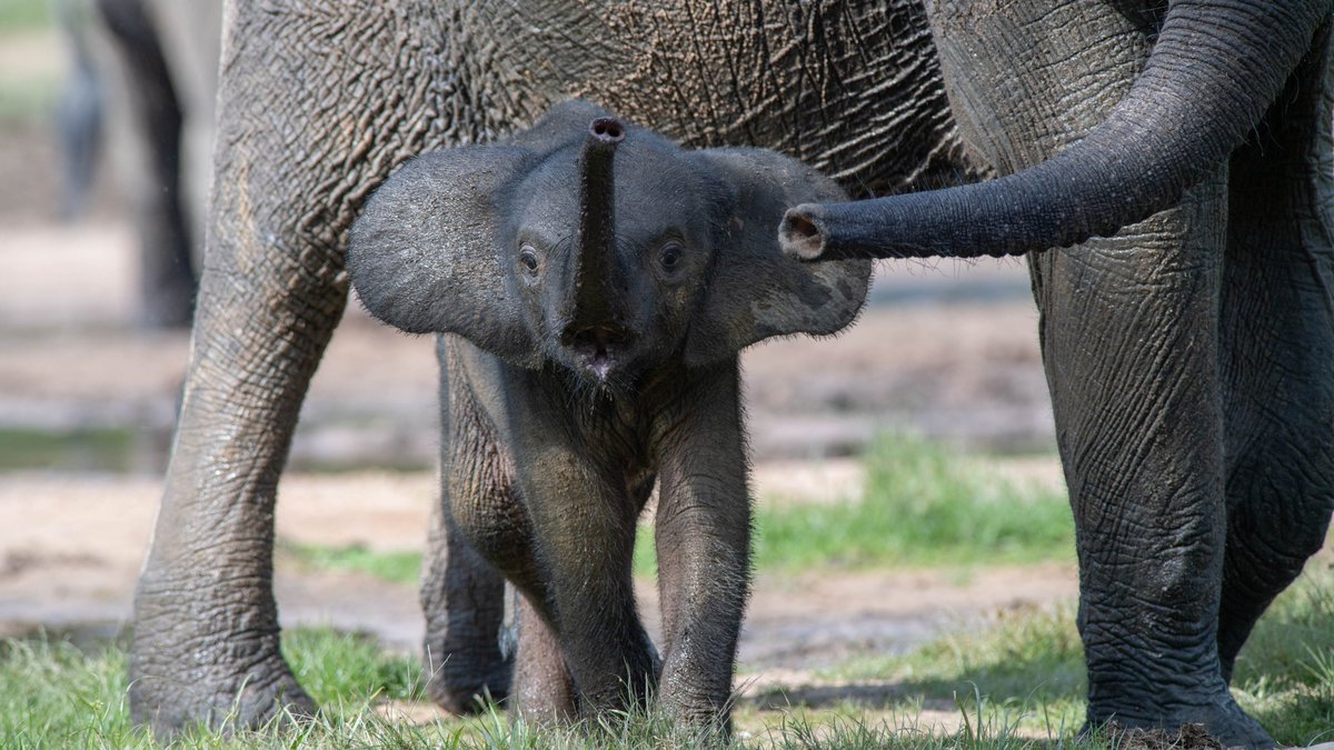 Forest elephants have endured rapid population decline, losing more than 86% of their numbers in just over 30 years. This #WorldElephantDay, let’s create a safer world for forest elephants. Learn more and donate to our <a href="/ElephantCrisis/">Elephant Crisis Fund</a> at bit.ly/3yL1aoq 📷 Miguel Bellosta