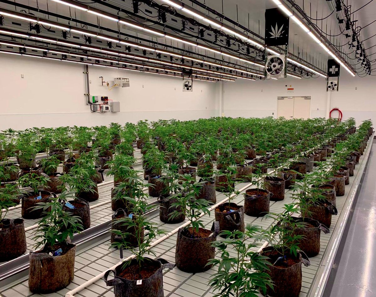 Earlier this week we began planting the new grow rooms at Silver State cultivation in Nevada, after receiving all necessary approvals. We're excited for this first phase of growth and our expected harvest cycle is ~65 days. 👀🌿

#NevadasfirstNevadasbest $CXXI $CXXIF