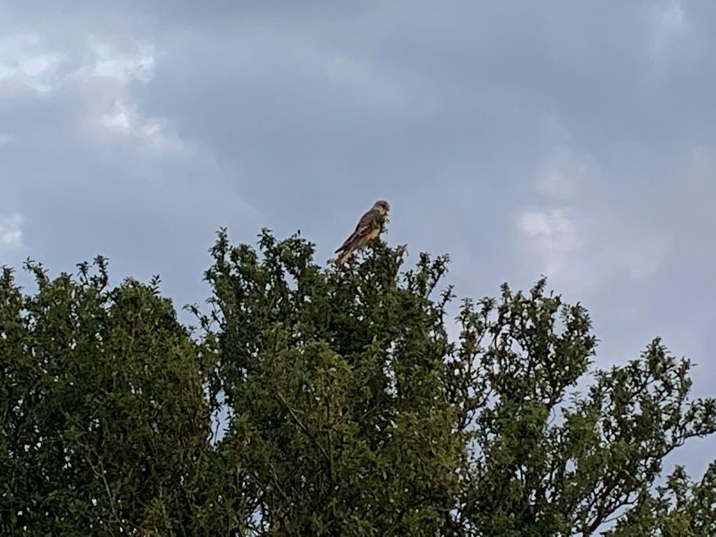 Kerrie Ann Gardner tweet media